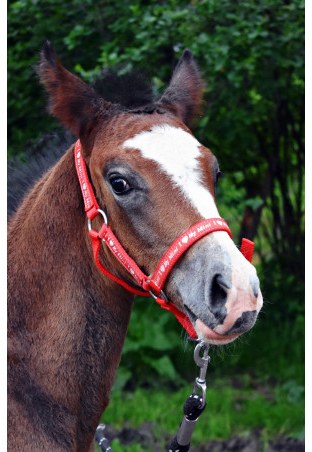 Cavezza START ILoveMyMini per foal
