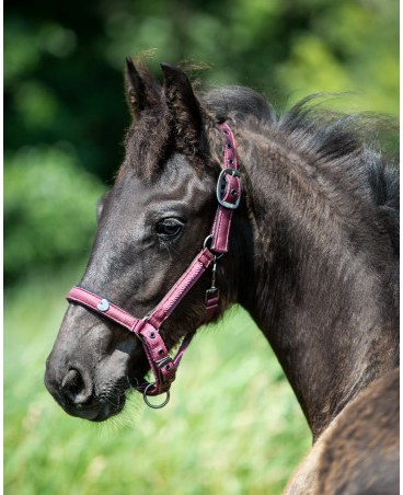 Cavezza QHP Lily FOAL