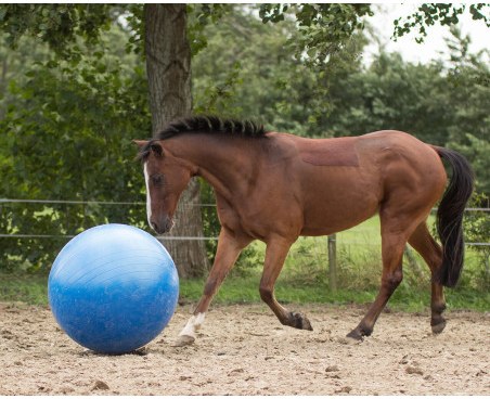 Palla di cavallo QHP calcio