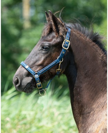 Cavezza QHP Lily FOAL