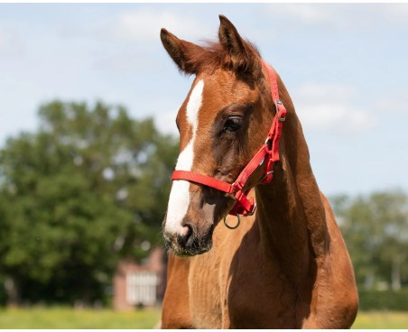 Cavezza foals QHP Falabella