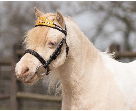 Decorazione su frontalino QHP CrownHorse