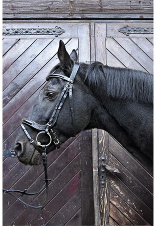 Testiera EQ.QUEEN Electra anatomica