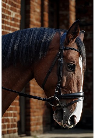 Testiera EQ.QUEEN Giant