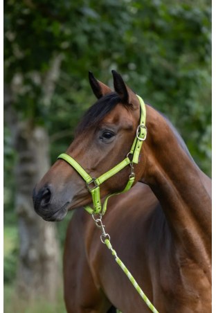 Cavezza COVALLIERO Mustang