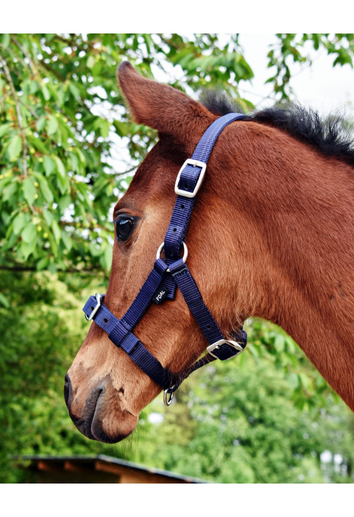 Cavezza START per foal