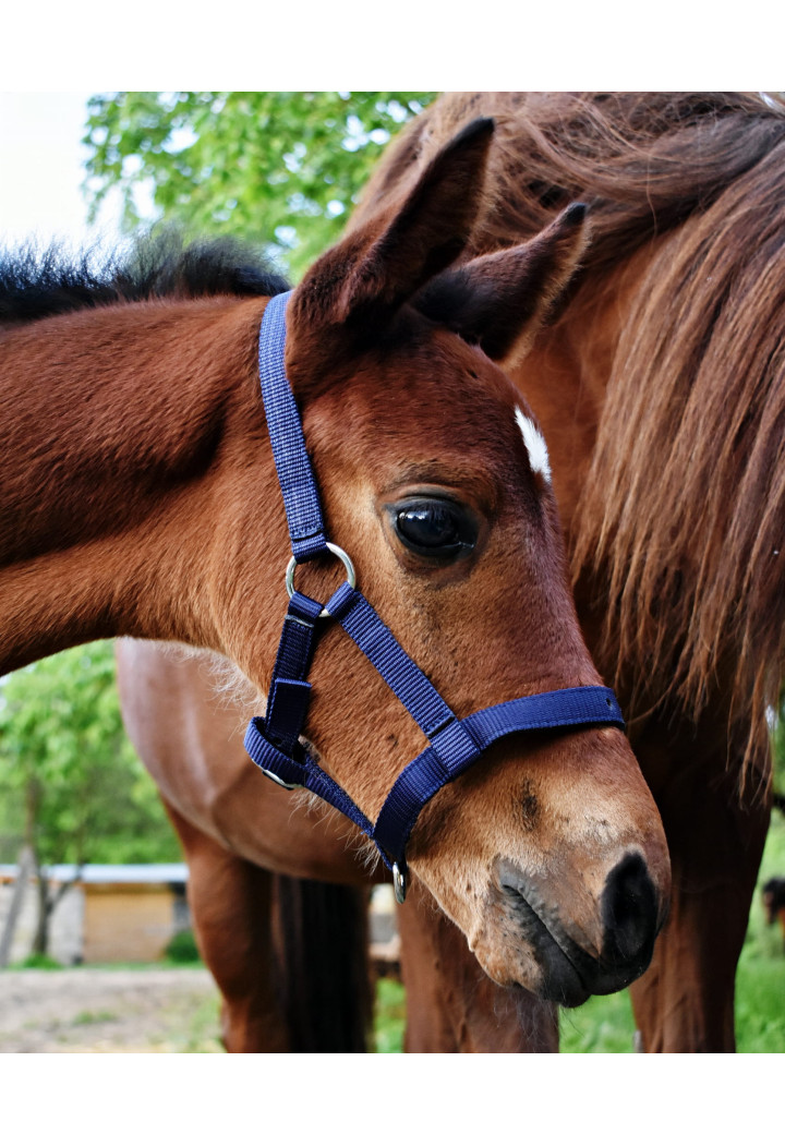 Cavezza START per foal