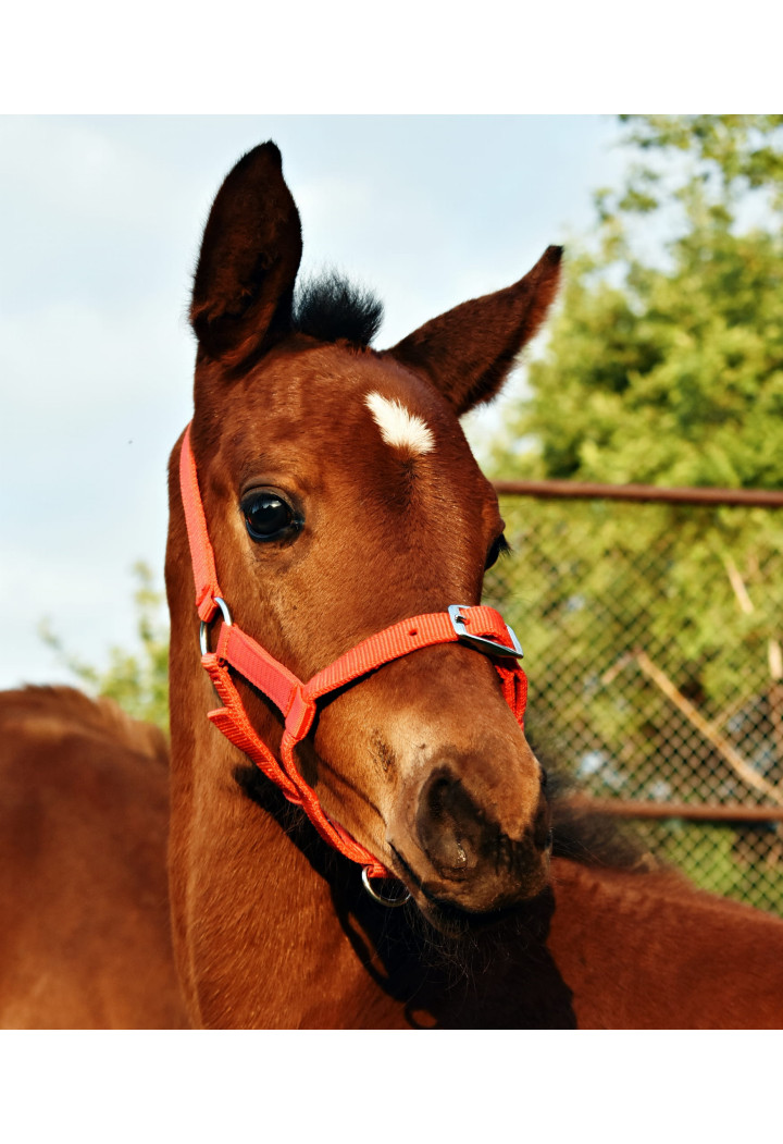Cavezza START per foal