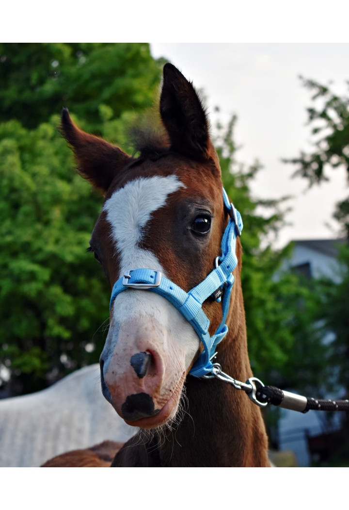 Cavezza START per foal