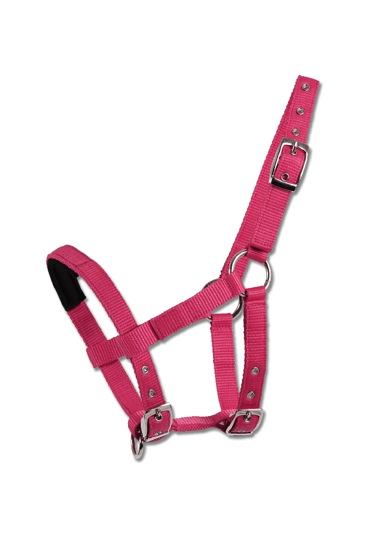 Cavezza WALDHAUSEN MiniShetty