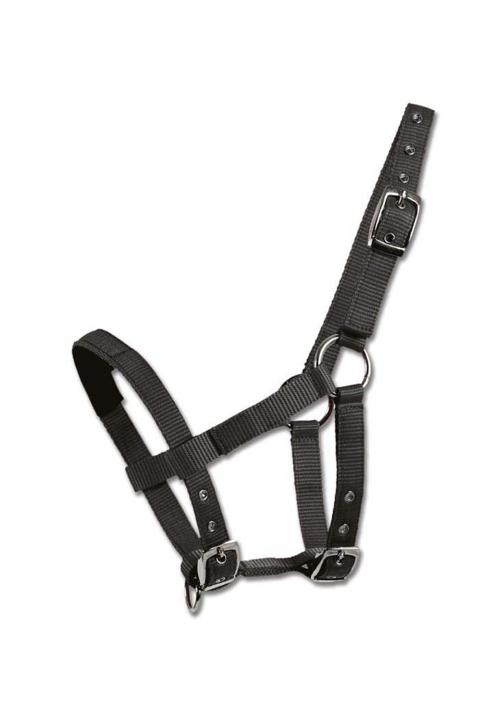 Cavezza WALDHAUSEN MiniShetty