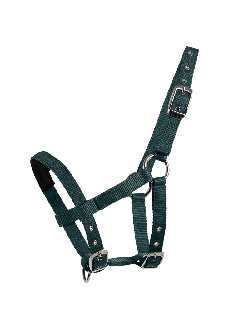 Cavezza WALDHAUSEN MiniShetty