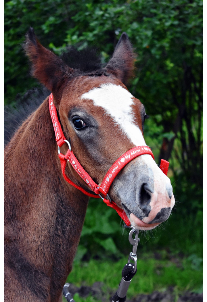 Cavezza START ILoveMyMini per foal