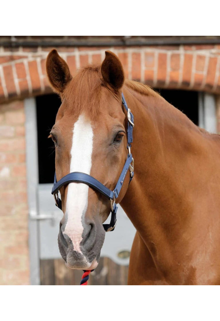 Cavezza PREMIER EQUINE Plain