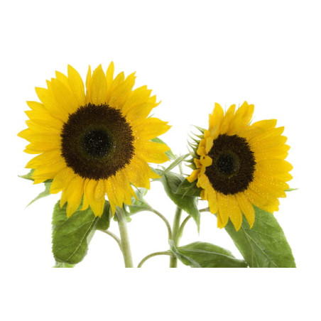 EQUIHERBS 7kg guscio di girasole