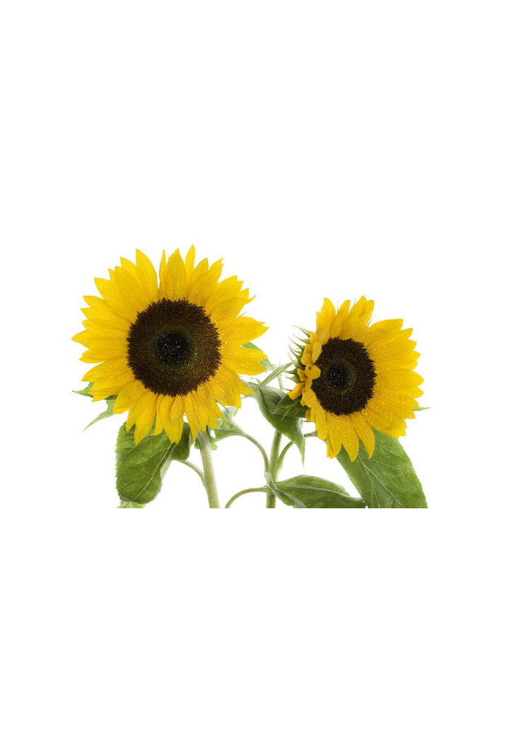 EQUIHERBS 7kg guscio di girasole
