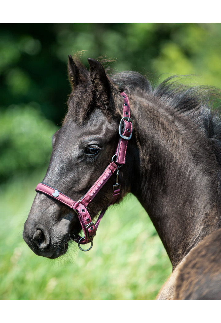 Cavezza QHP Lily FOAL