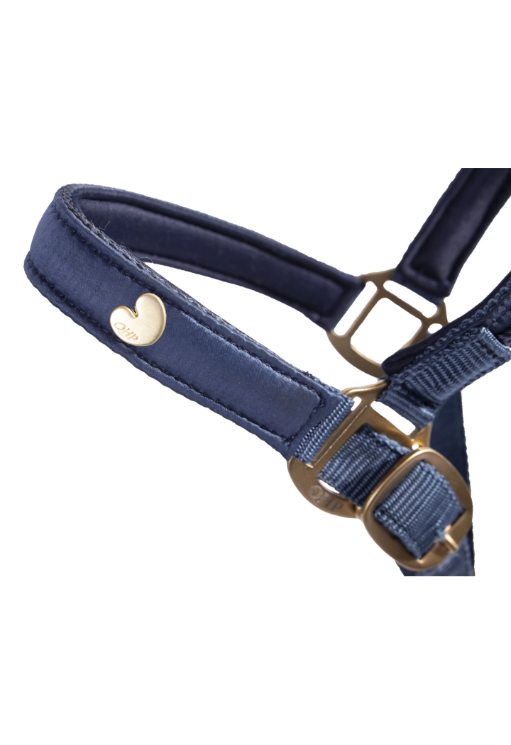 Cavezza QHP Lily FOAL