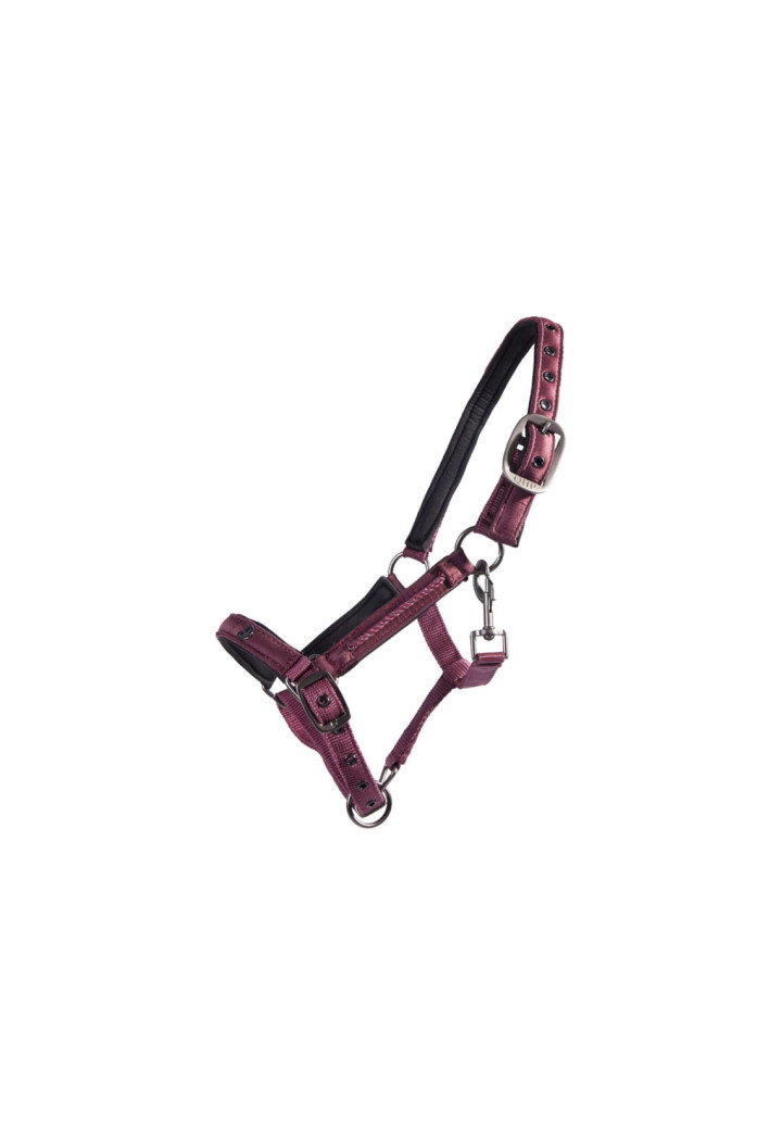 Cavezza QHP Lily FOAL