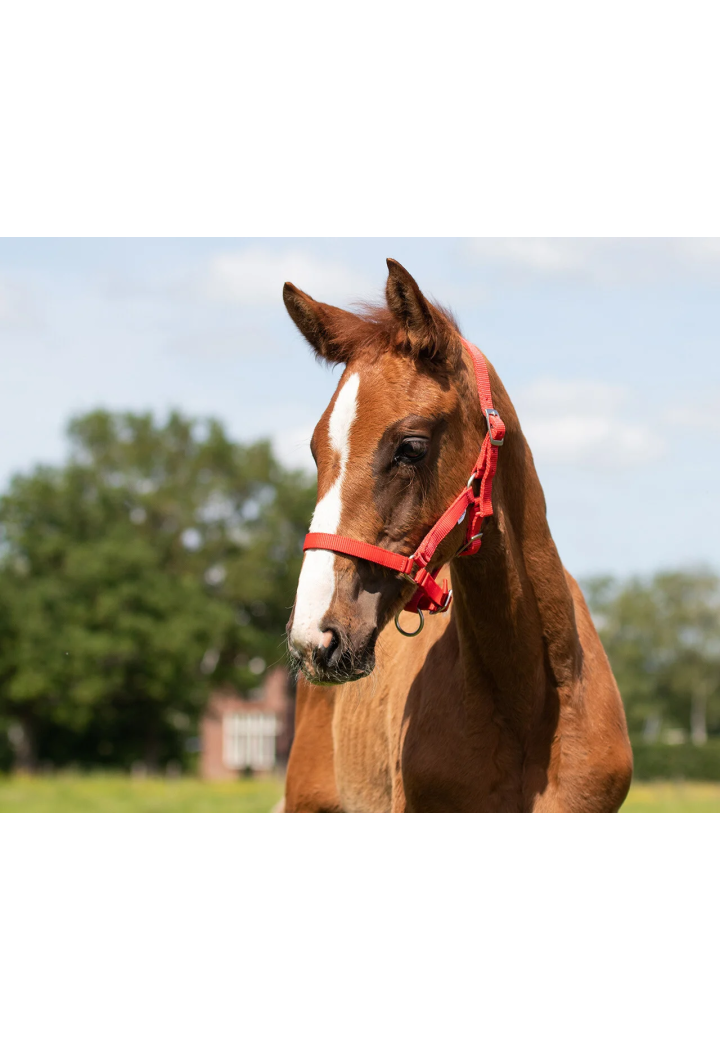 Cavezza foals QHP Falabella