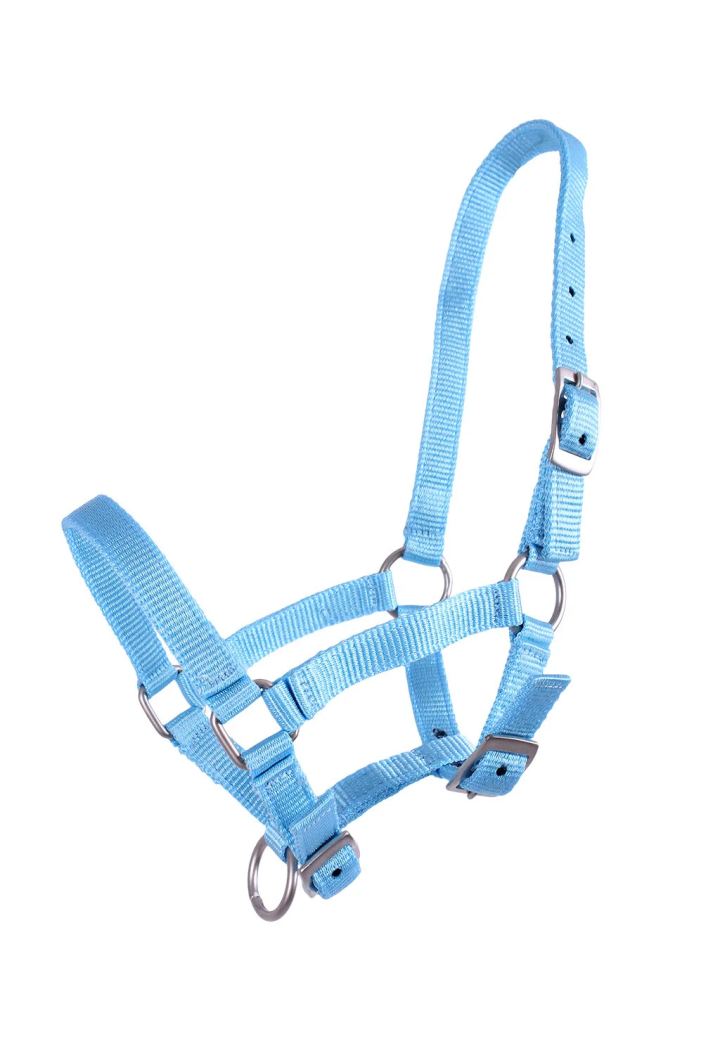 Cavezza foals QHP Falabella