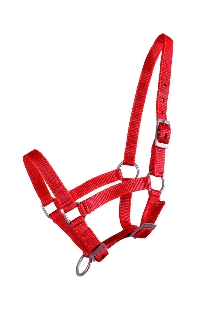 Cavezza foals QHP Falabella