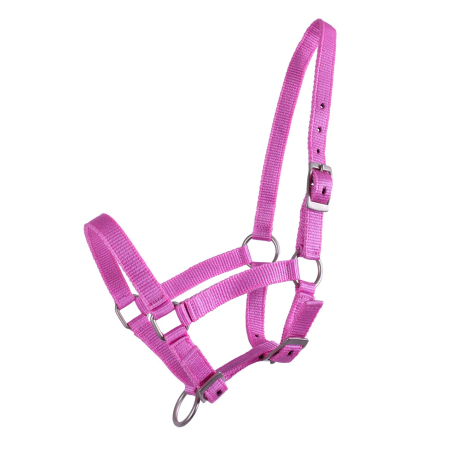 Cavezza foals QHP Pony