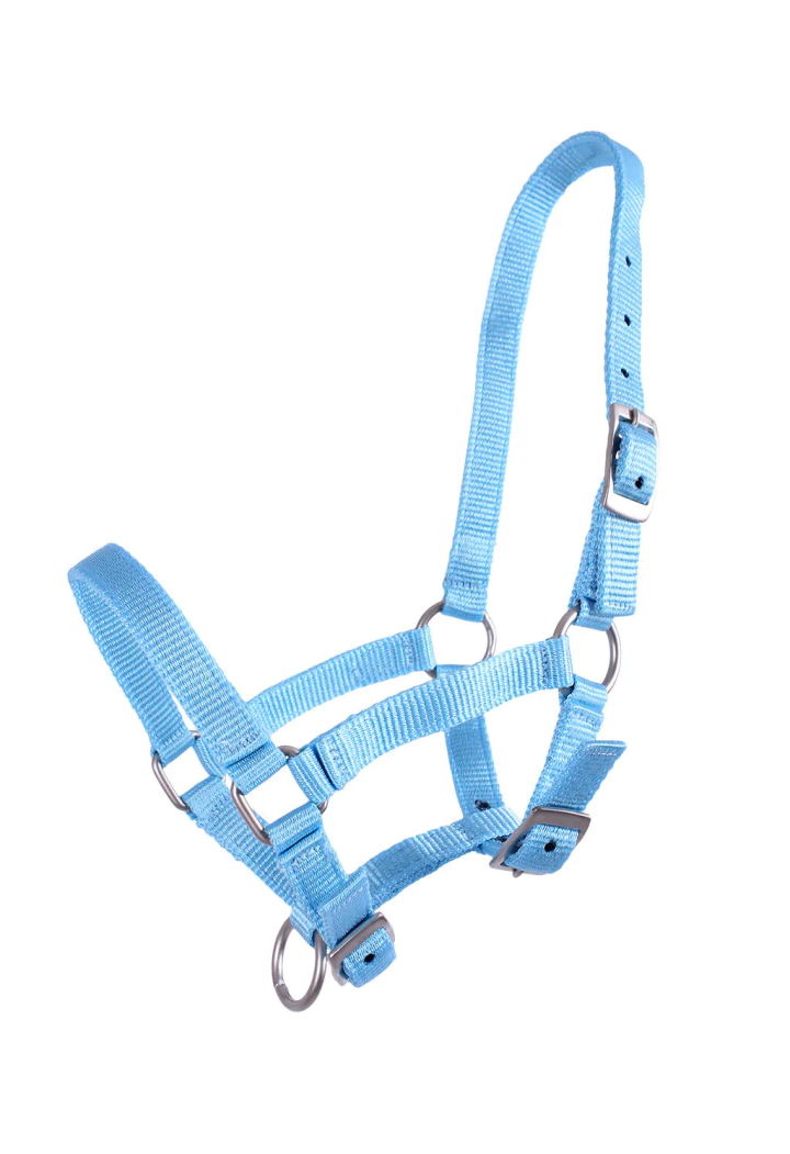 Cavezza foals QHP Full