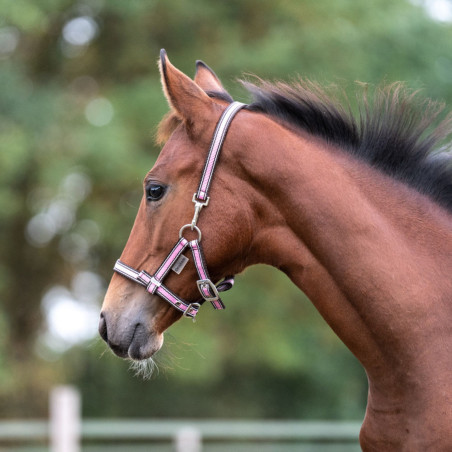 Cavezza foal KAVALKADE Fohlen