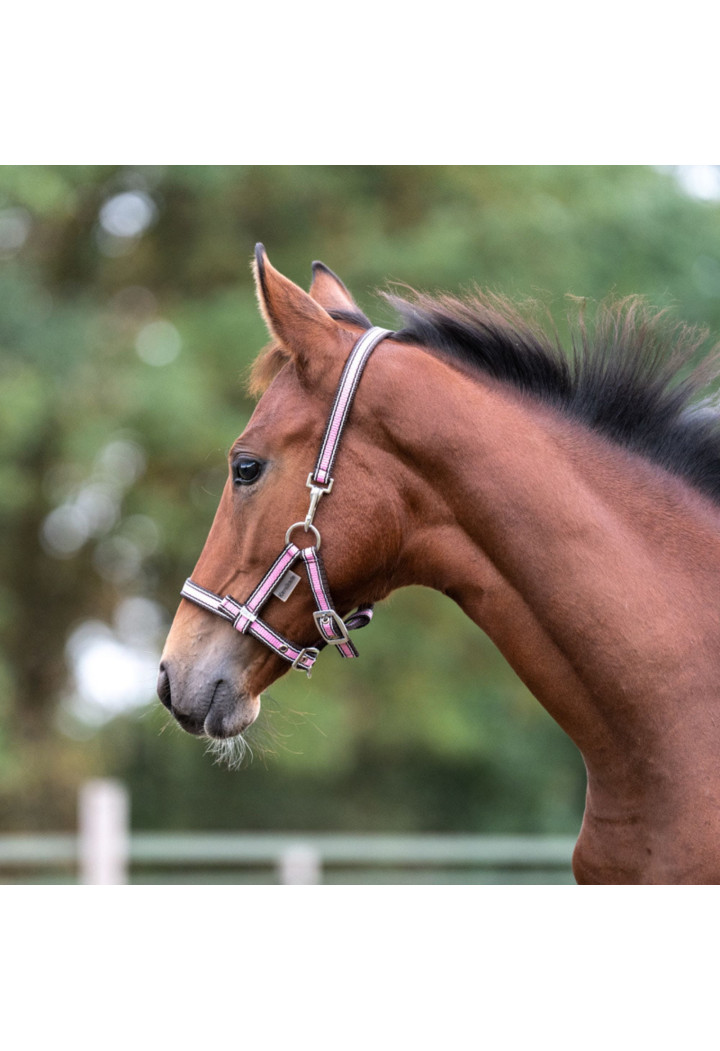 Cavezza foal KAVALKADE Fohlen