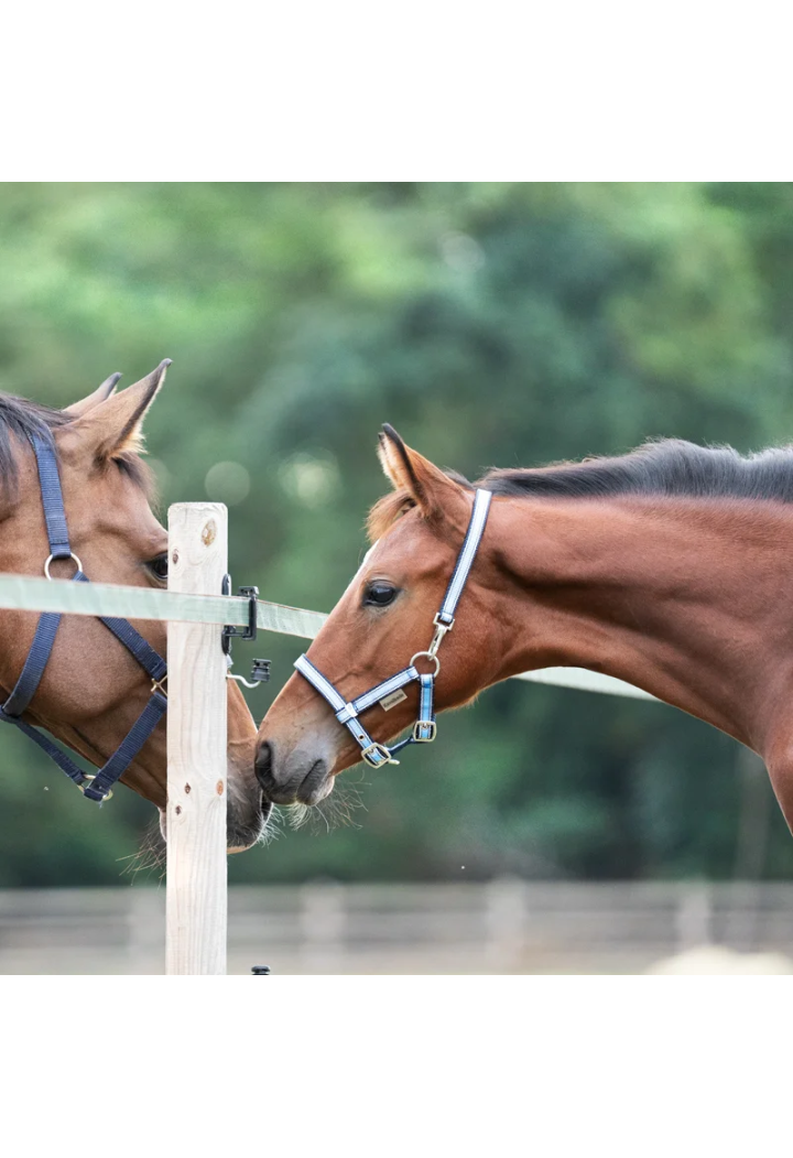 Cavezza foal KAVALKADE Fohlen