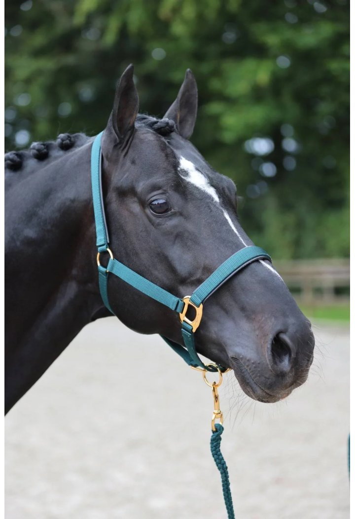 Topline Cavezza COVALLIERO