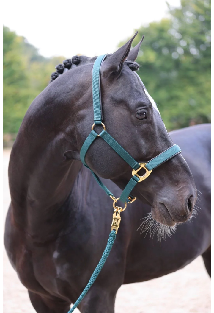 Topline Cavezza COVALLIERO