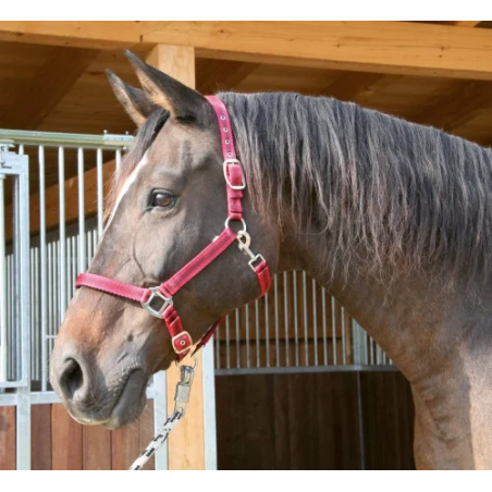 Cavezza COVALLIERO Mustang