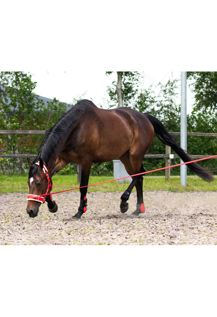 Lunge linea QHP Lunge 8