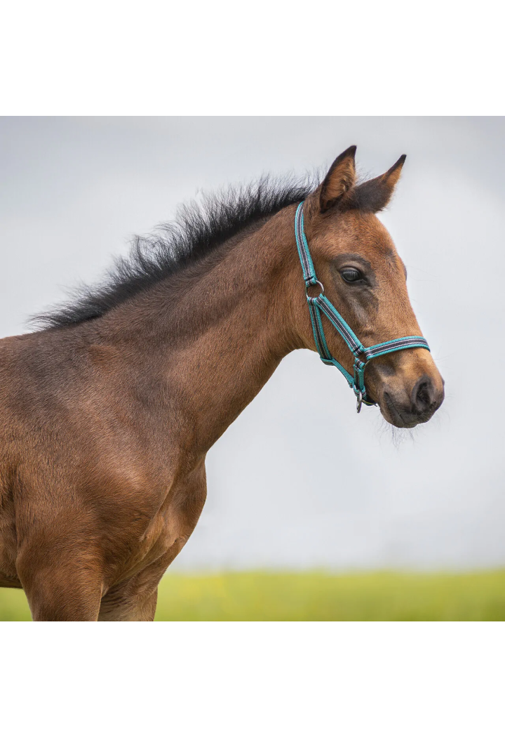 Cavezza Foaled QHP Collection 25SS
