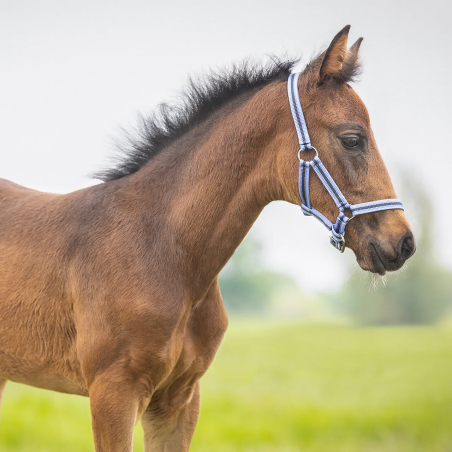 Cavezza Foaled QHP Collection 25SS