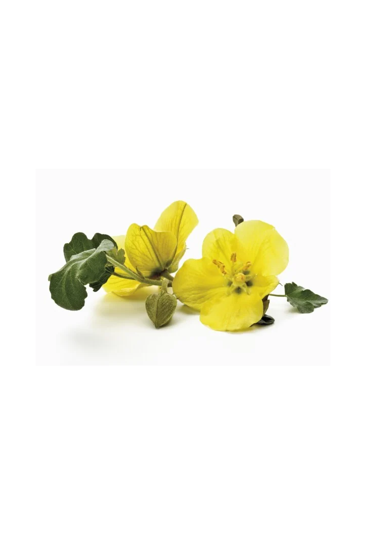 Enotera seme EQUIHERBS 500g seme