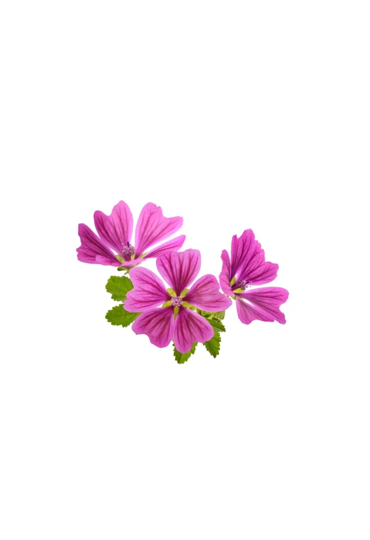 Fiore selvatico di neve EQUIHERBS 500g