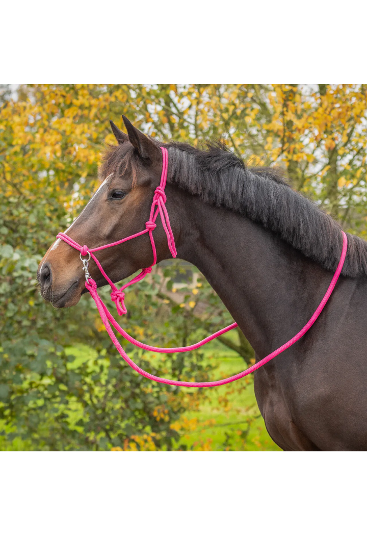 stringa Cavezza con redini QHP colore