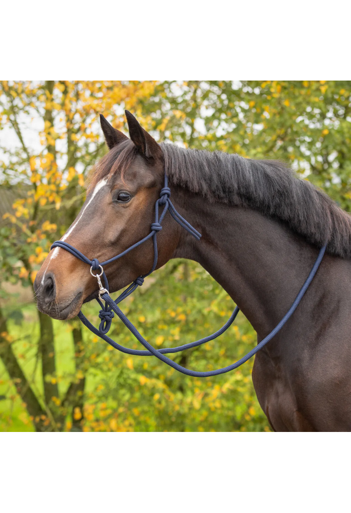 stringa Cavezza con redini QHP colore