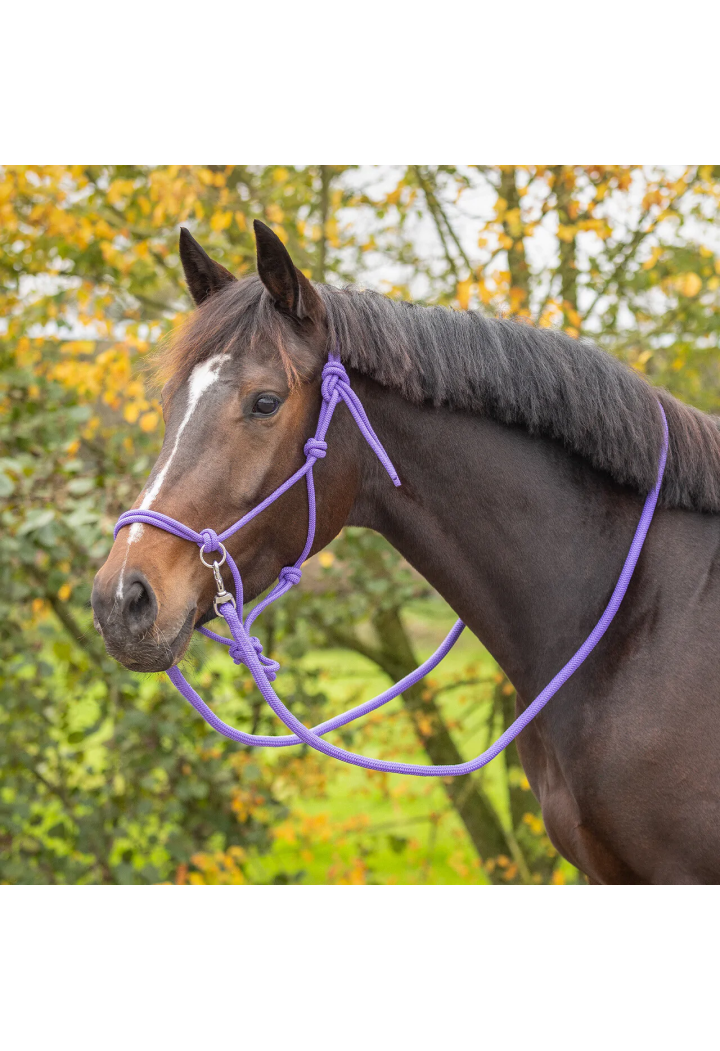 stringa Cavezza con redini QHP colore
