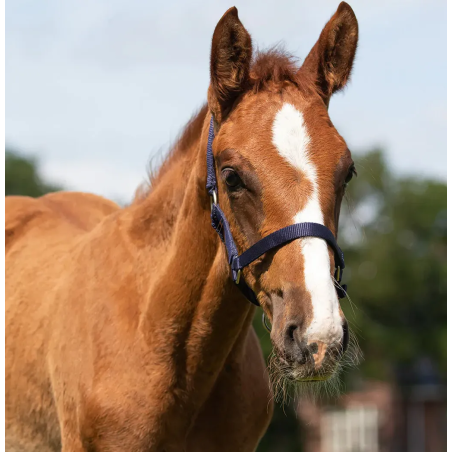 Cavezza foals QHP Shetty