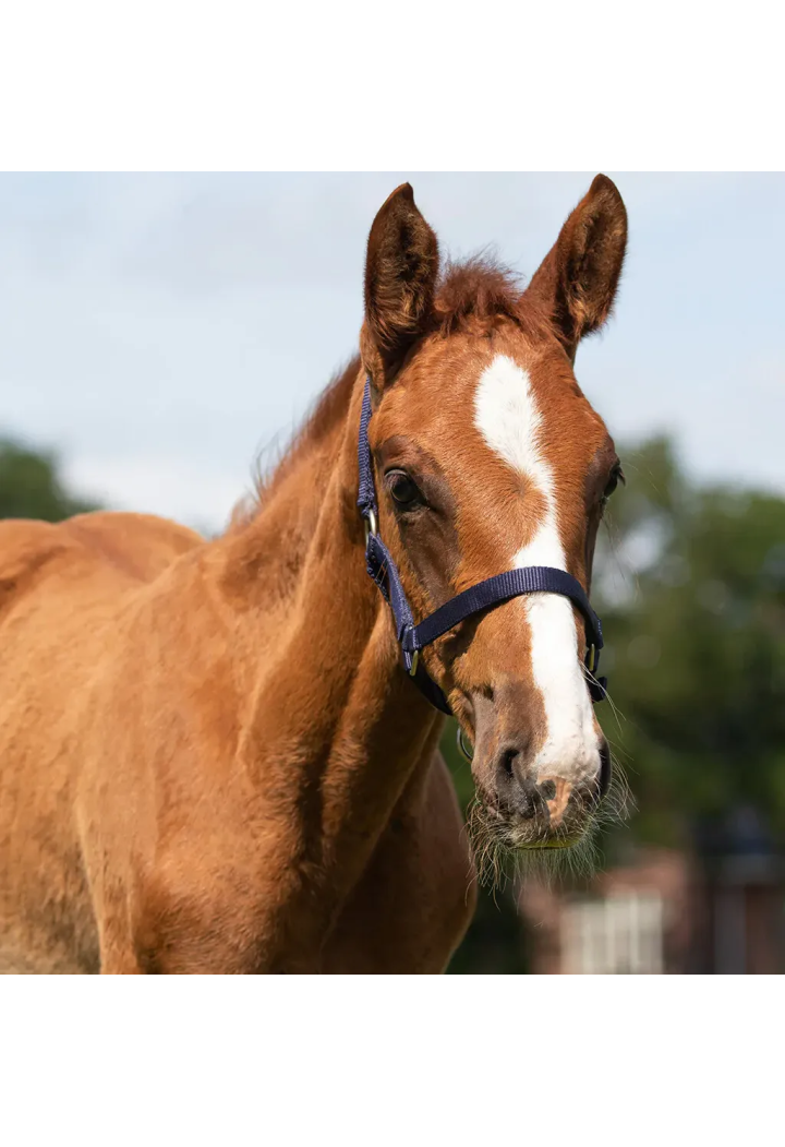 Cavezza foals QHP Shetty