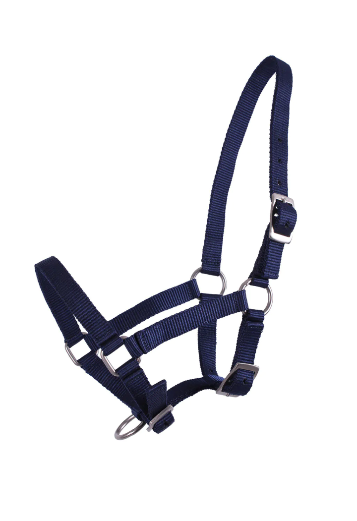 Cavezza foals QHP Shetty