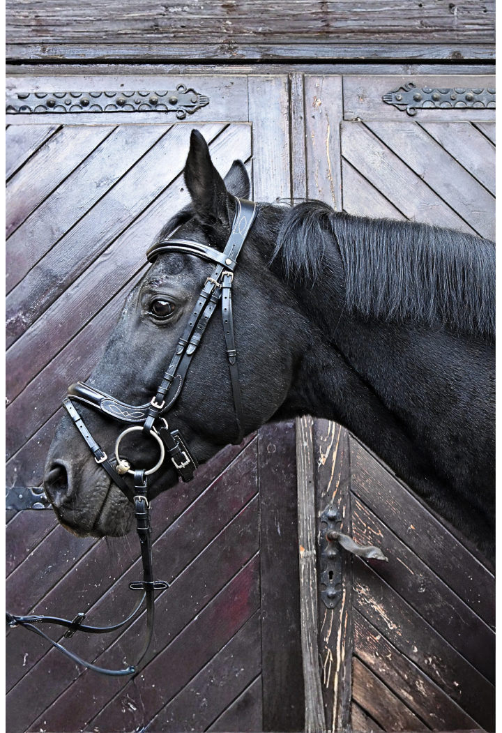 Testiera EQ.QUEEN Electra anatomica