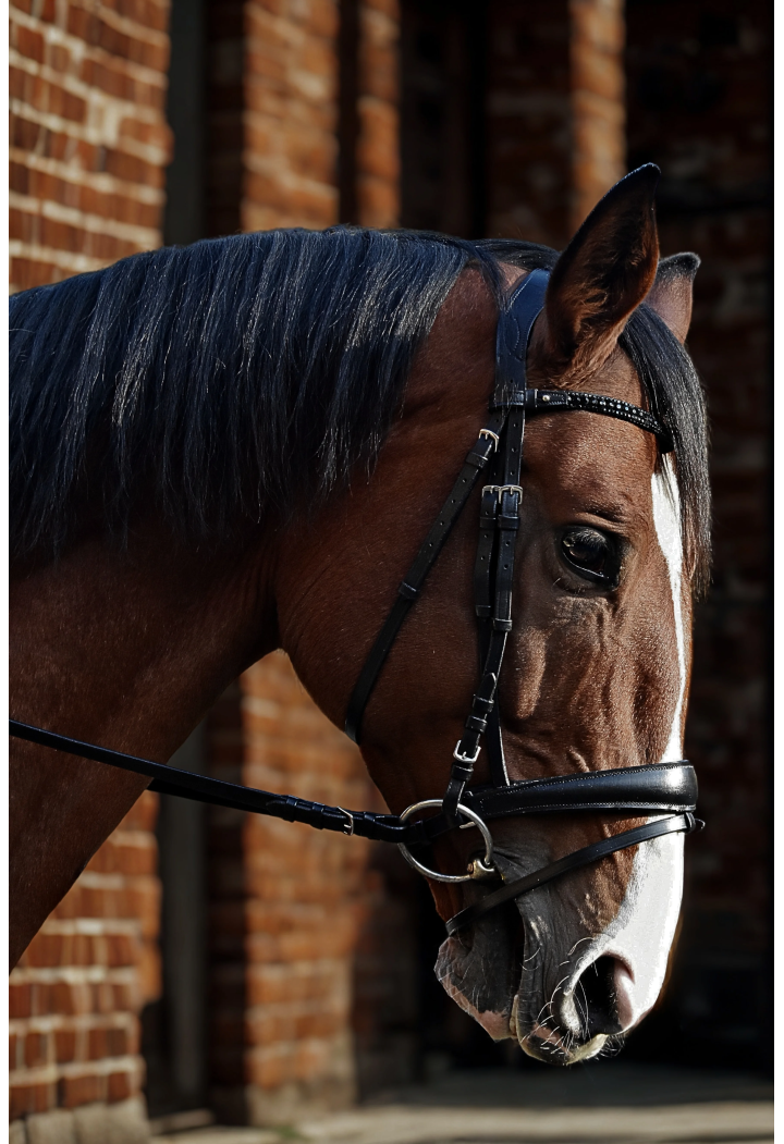 Testiera EQ.QUEEN Giant