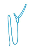 blu blu