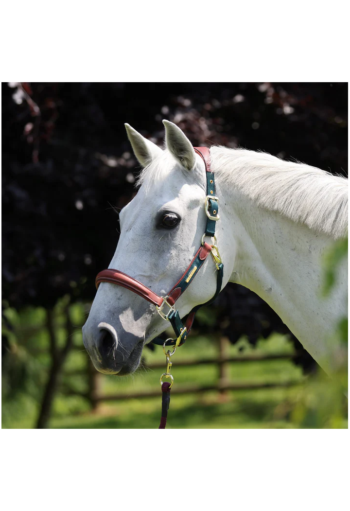 Cavezza pelle SHIRES Velociti Lusso