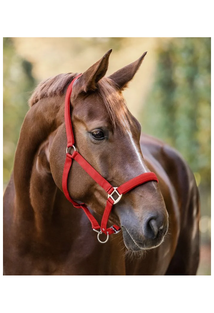 Raso Cavezza WALDHAUSEN